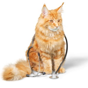 Ветеринарни диети за котки