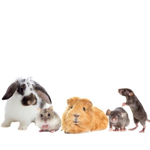 AVICENTRA за гризачи