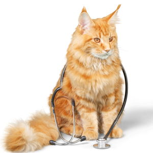 Обезпаразитяване за котка