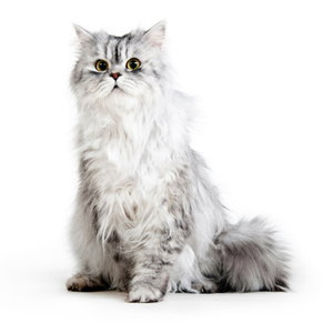 За котка