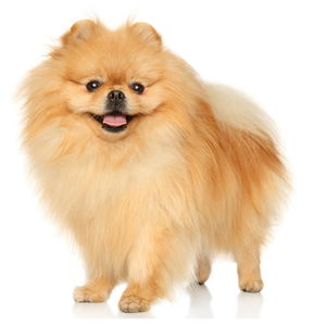 STUZZY за кучета