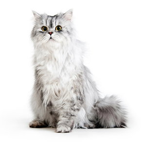 PRO PLAN за котка