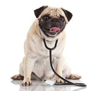 Ветеринарни диети за кучета