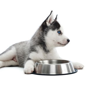 Купи за храна и вода за кучета