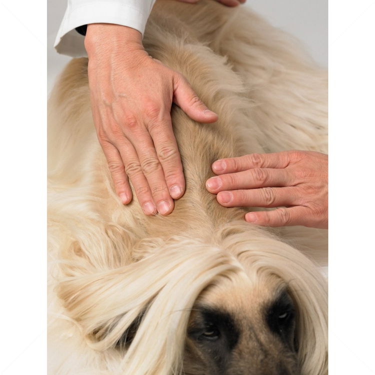 DERMOSCENT Atop 7 Spot on Dog 4 пипети x 0,6 мл