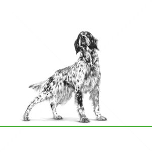 ROYAL CANIN Veterinary Dog Mobility Support 12 кг