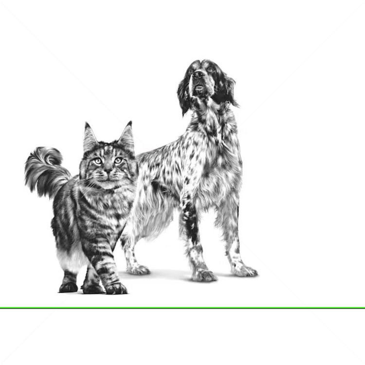 ROYAL CANIN Veterinary Dog Recovery 195 гр