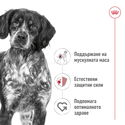 ROYAL CANIN Medium Adult - 3 кг