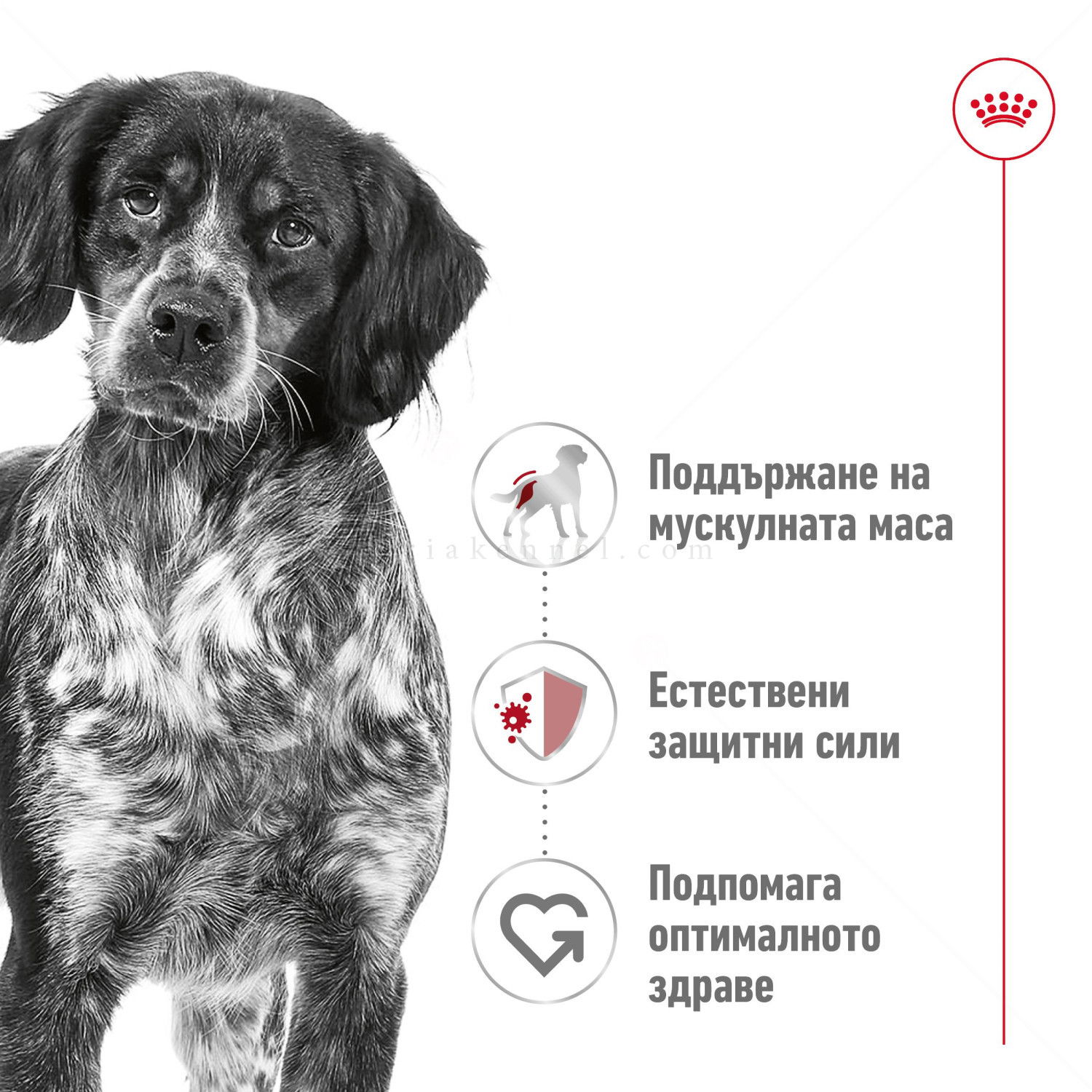ROYAL CANIN Medium Adult - 3 кг