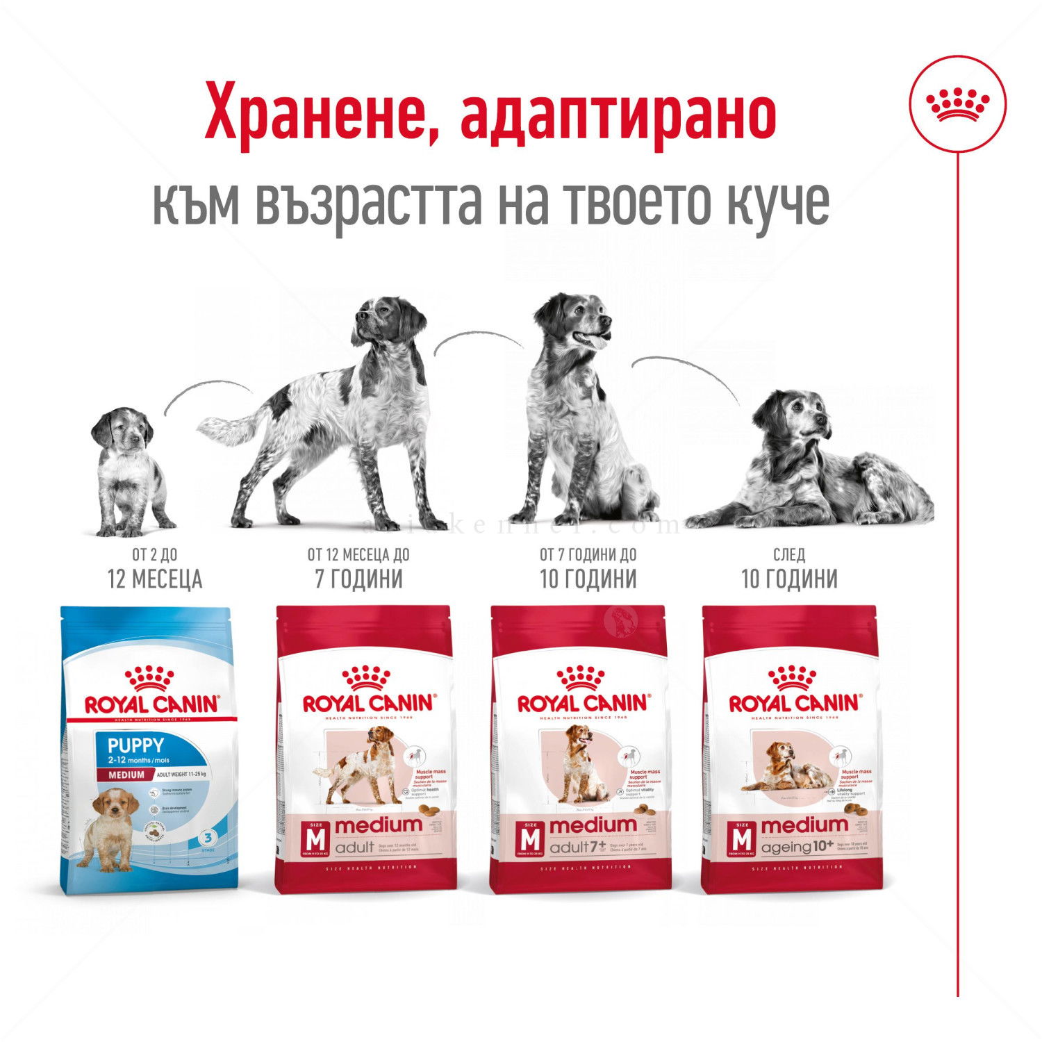 ROYAL CANIN Medium Adult - 3 кг
