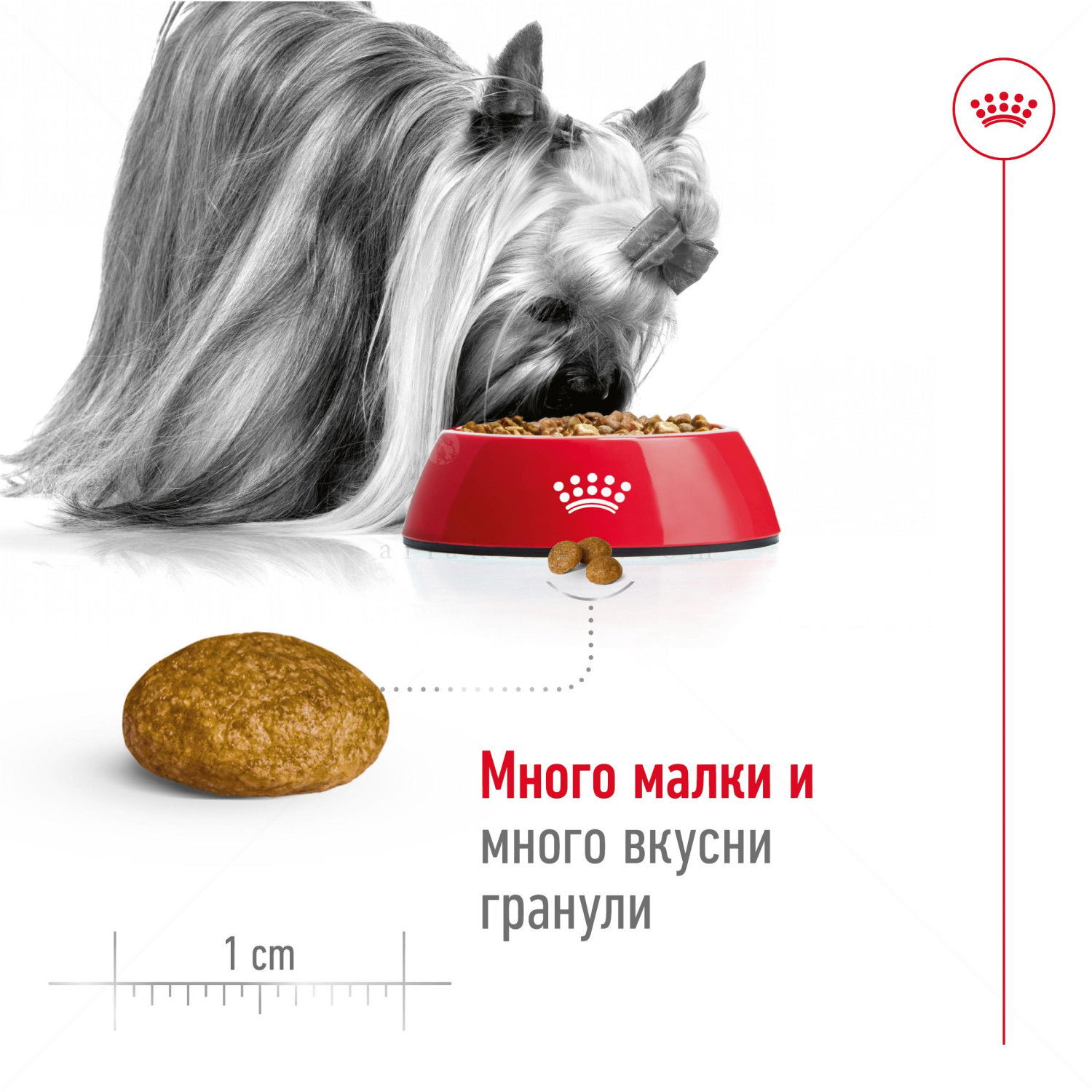 ROYAL CANIN X-Small Adult - 1.500 кг
