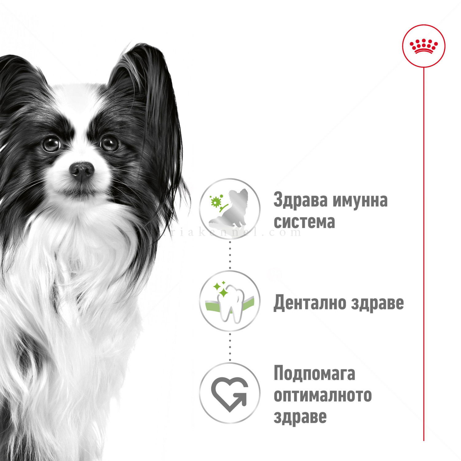 ROYAL CANIN X-Small Adult - 1.500 кг
