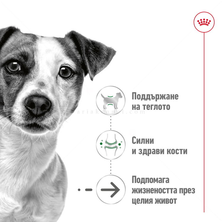 Пауч за кучета над 12 години от дребни породи ROYAL CANIN Mini ageing