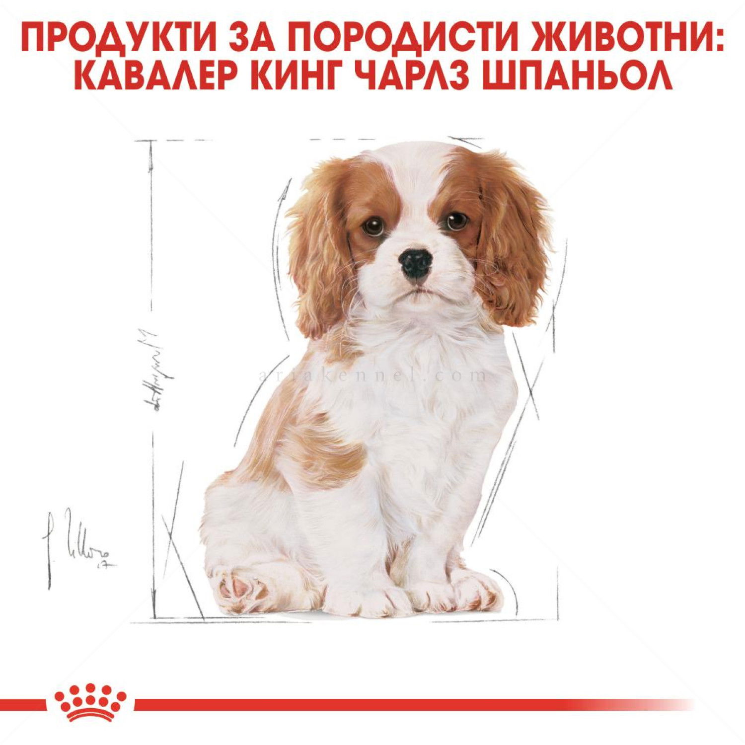 ROYAL CANIN Puppy Cavalier King Charles Spaniel -  1.500 кг