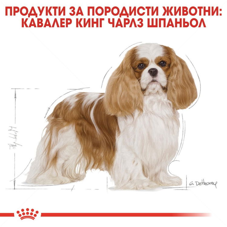 ROYAL CANIN Adult Cavalier King Charles Spaniel -  1.500 кг