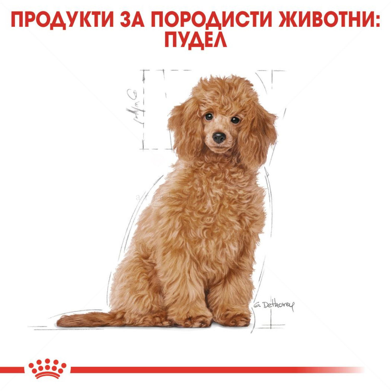 ROYAL CANIN Puppy Poodle - 3 кг