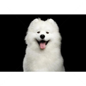 Храна за бели кучета 1.5 кг NATURE'S PROTECTION Superior Care White Dog Adult Small Breeds Herring