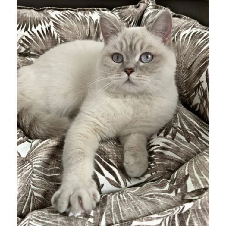 Водоустойчиво легло, PET COMFORT Alpha черно-бяло, размер S