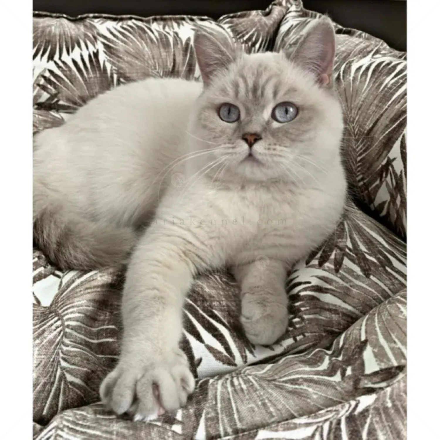 Водоустойчиво легло, PET COMFORT Alpha черно-бяло, размер S