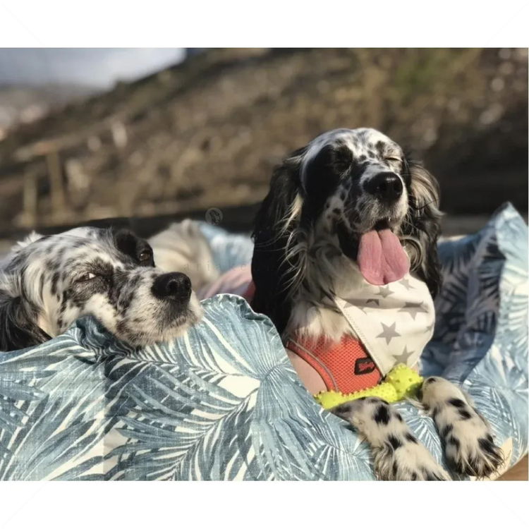 Водоустойчиво легло, PET COMFORT Alpha синьо-бяло, размер M