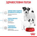 ROYAL CANIN Mini Starter Mother & Babydog - 1 кг