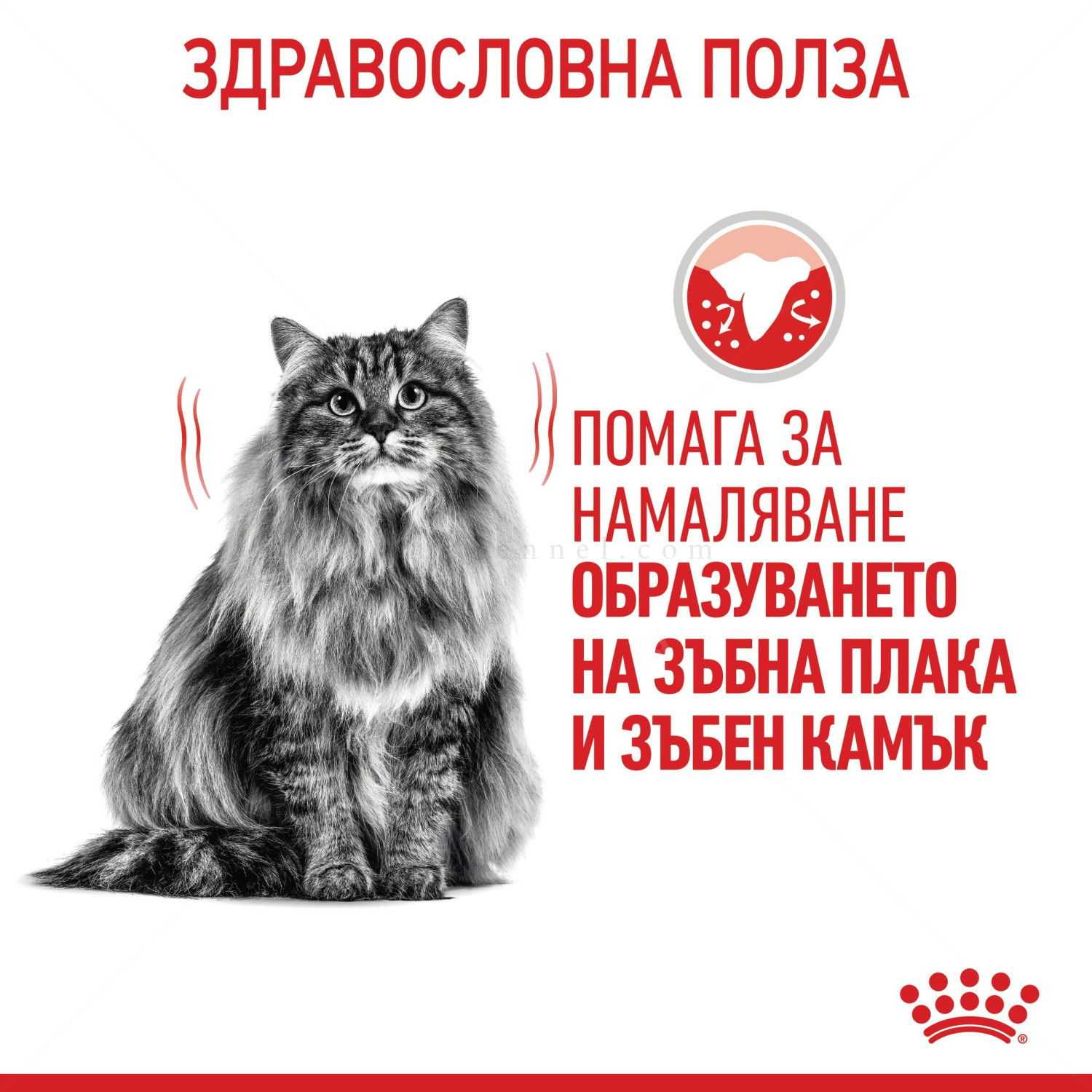 ROYAL CANIN 1.500 кг. Dental Care