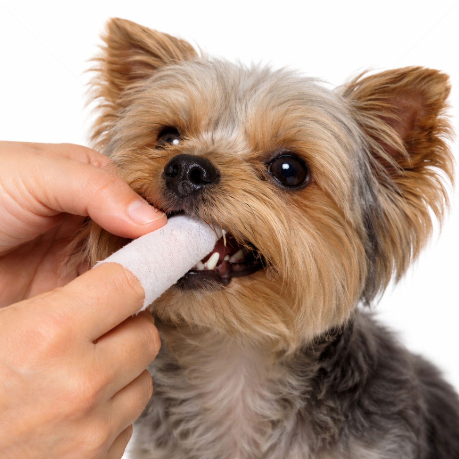 Напръстници за почистване на зъби VET'S BEST