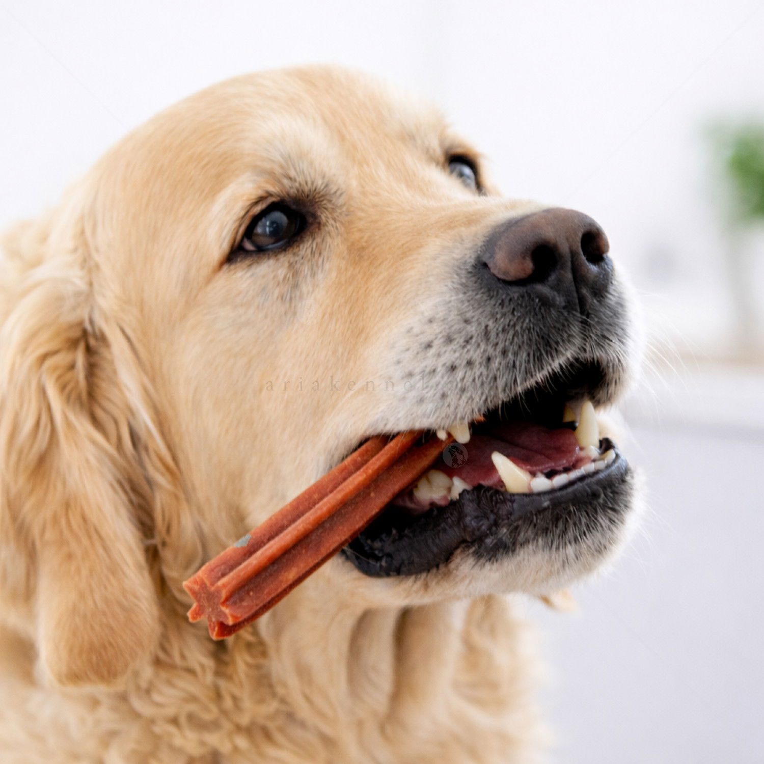 Дентални пръчки с говеждо месо PERRITO Everyday