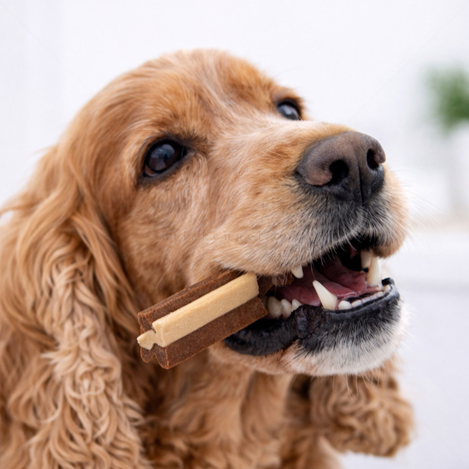 Дентални лакомства с риба и патешко месо PERRITO Everyday