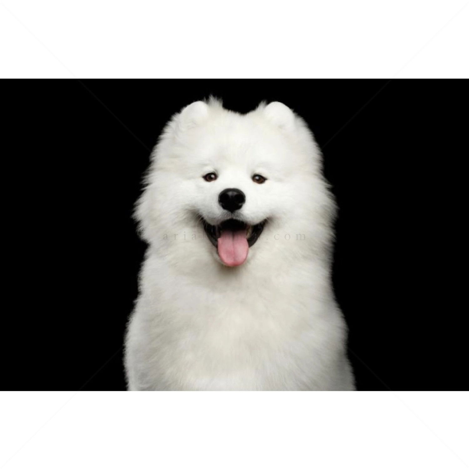 Храна за бели кучета 1.5 кг NATURE'S PROTECTION Superior Care White Dog Adult Small Breeds Salmon