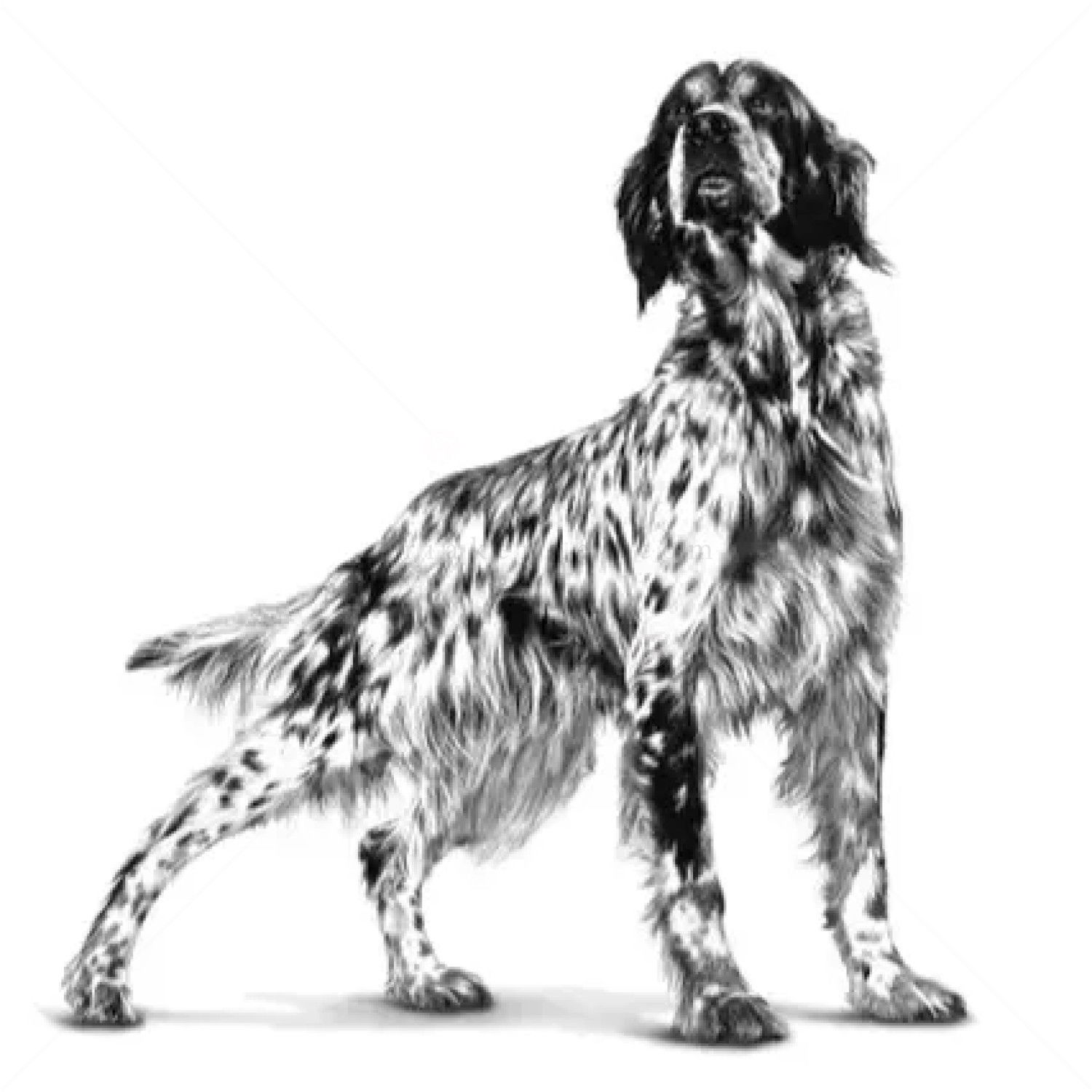 ROYAL CANIN Veterinary Dog Glycobalance 12 кг