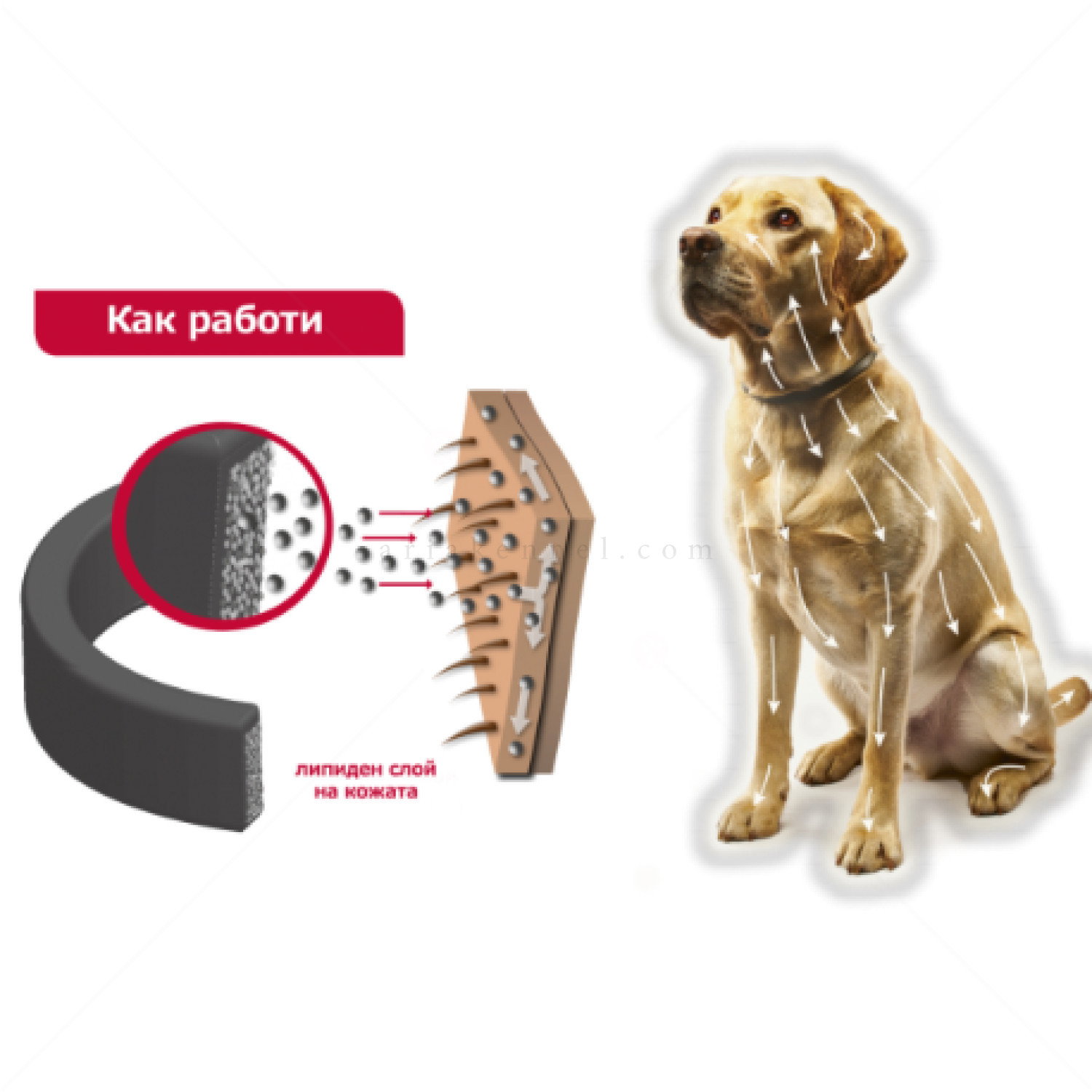 2 броя противопаразитни каишки за куче BEAPHAR Canishield 48 см