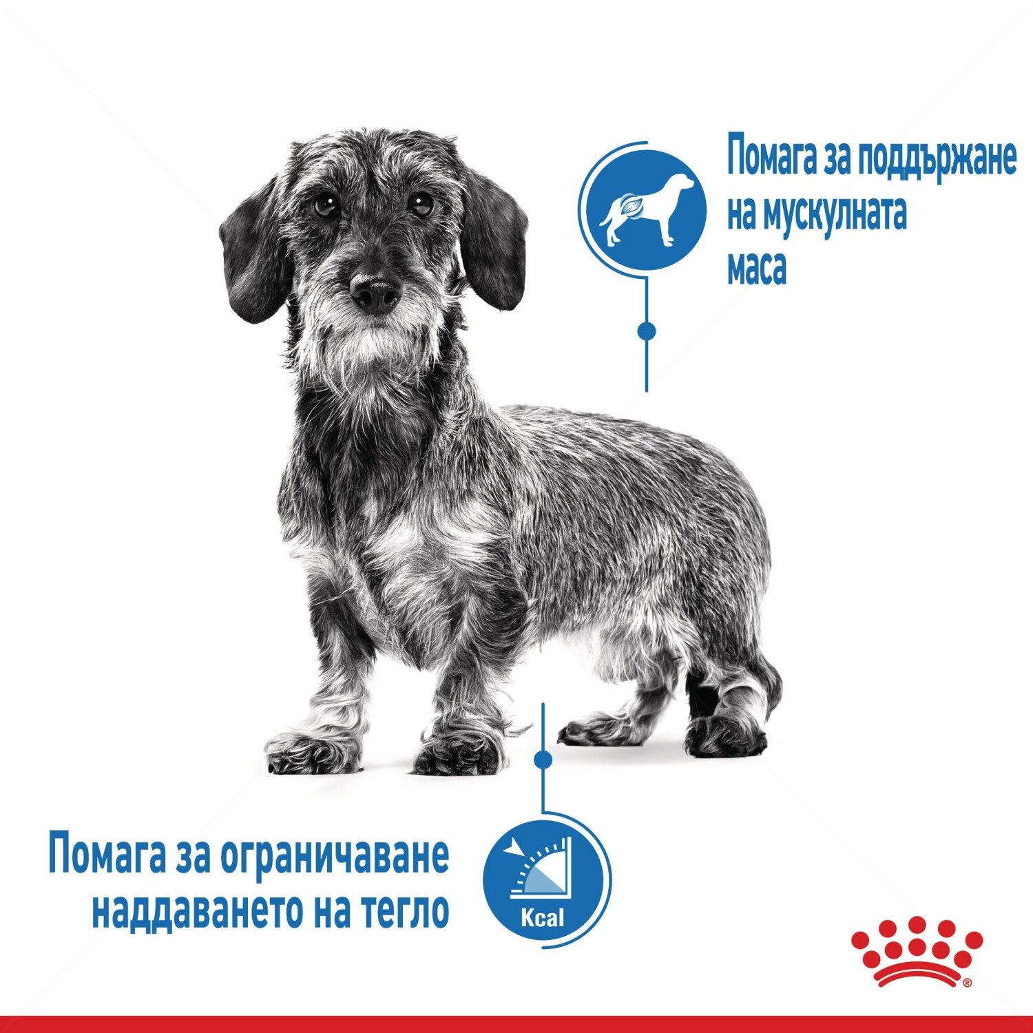 ROYAL CANIN Mini Light Weightcare - 8 кг