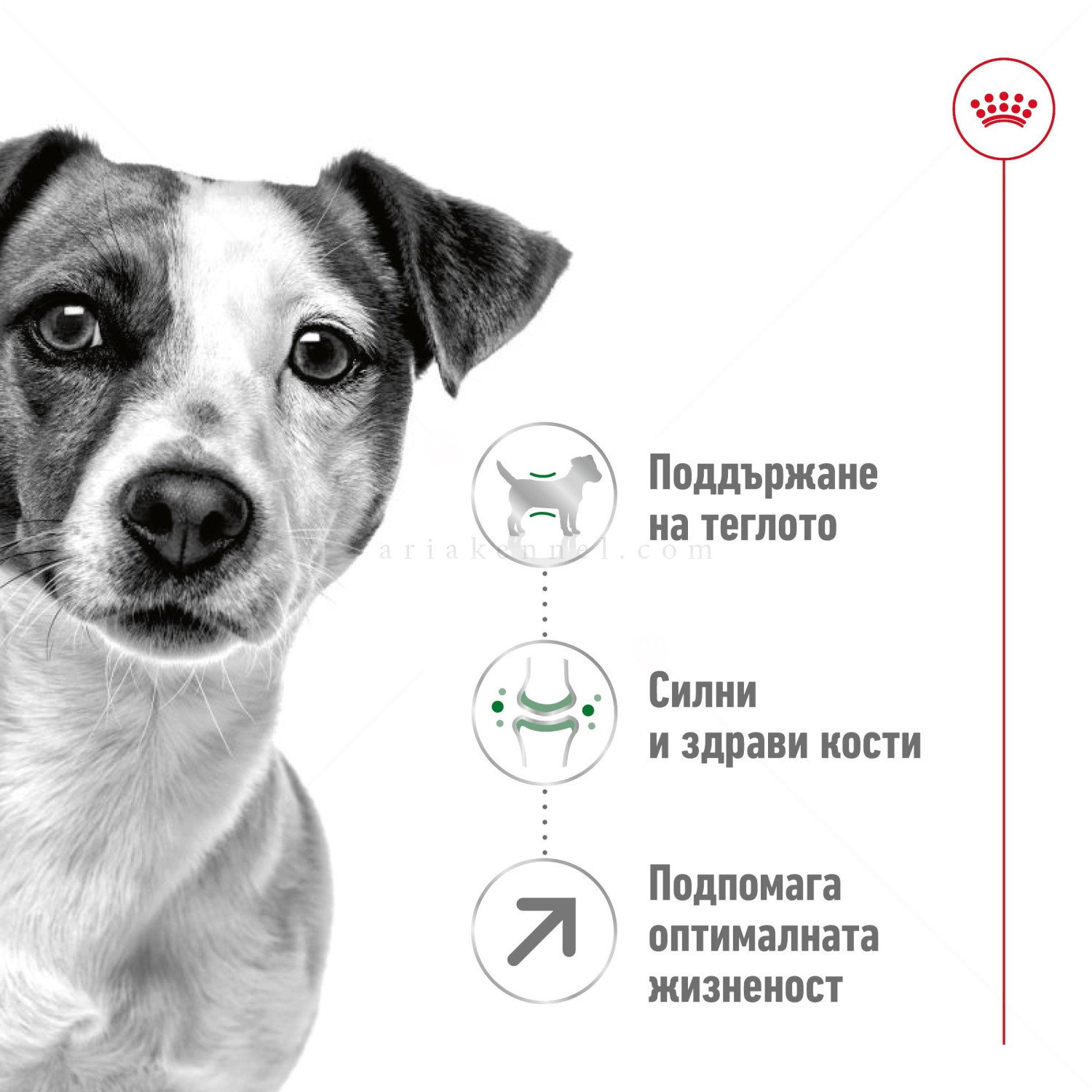 ROYAL CANIN Mini Adult 8+ - 2 кг