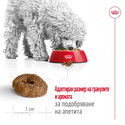 ROYAL CANIN Mini Ageing 12+ - 1.5 кг