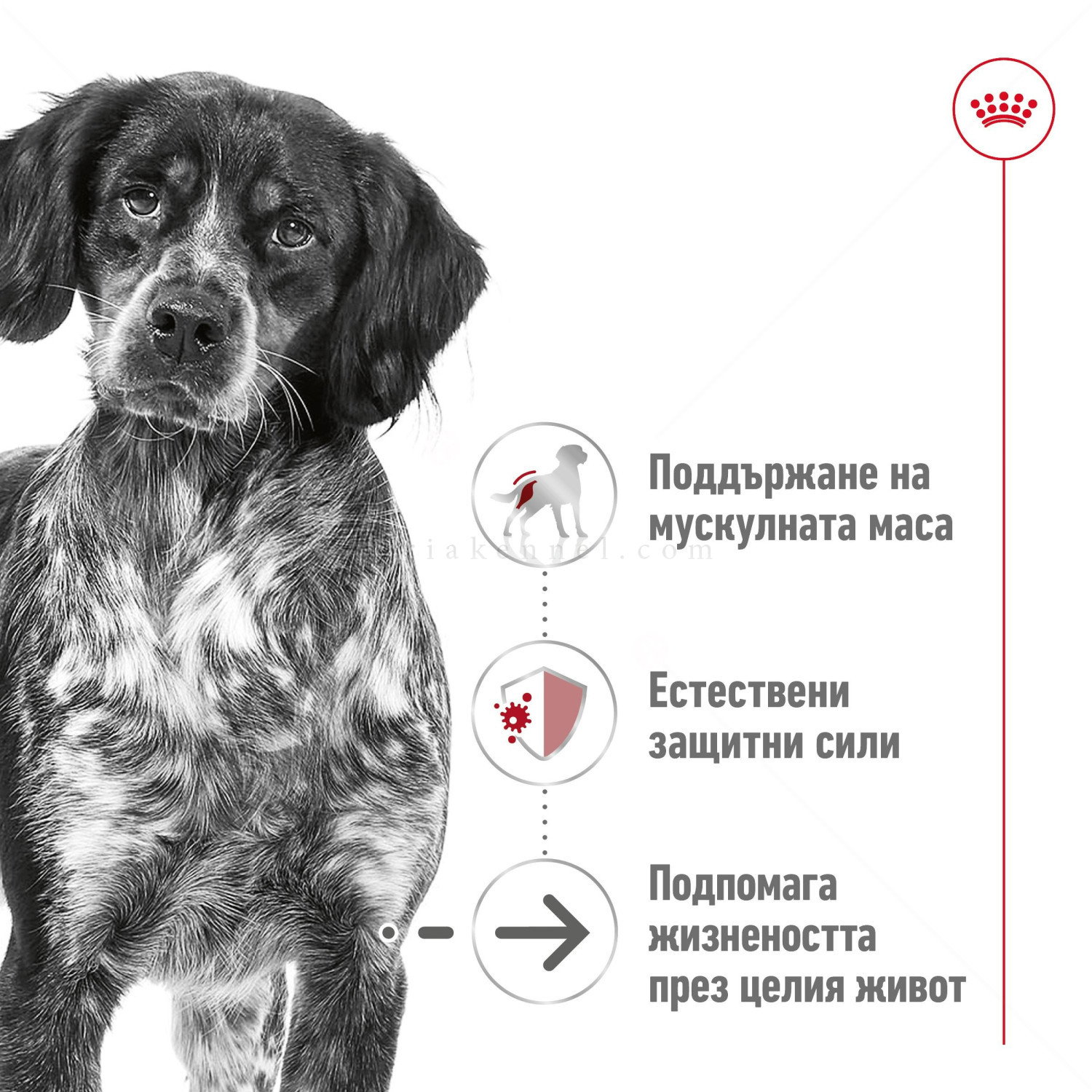 ROYAL CANIN Medium Ageing 10+ - 15 кг