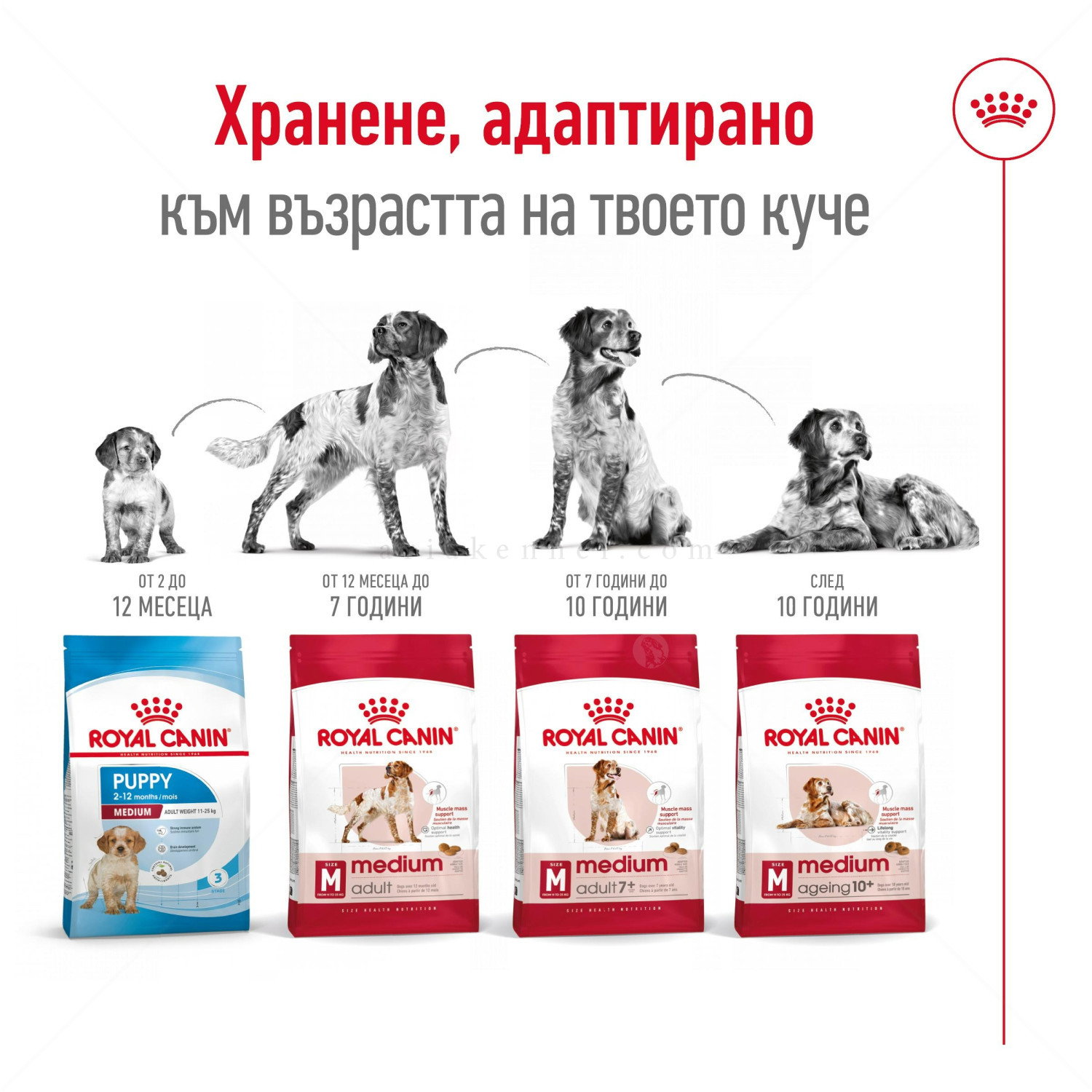 ROYAL CANIN Medium Ageing 10+ - 15 кг