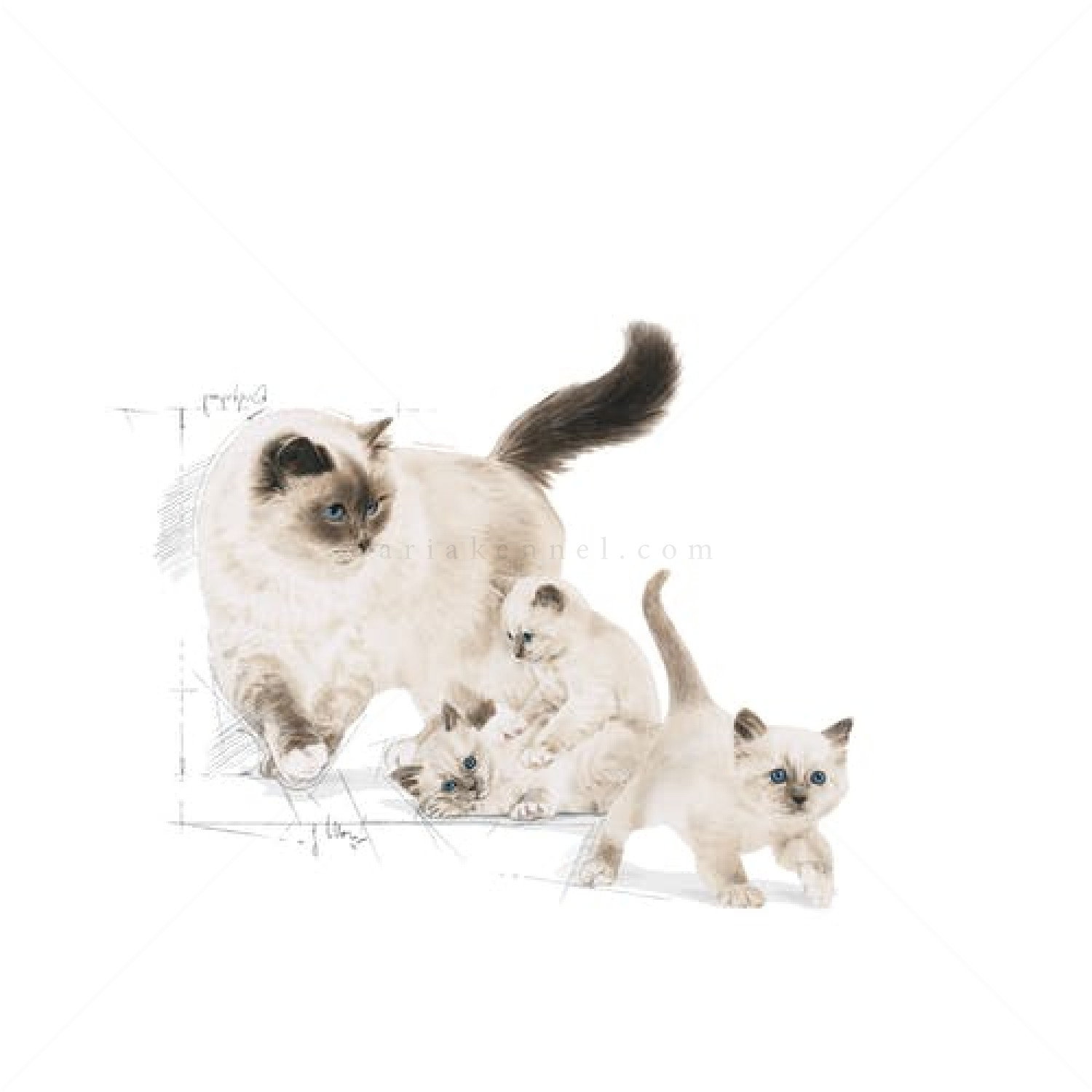 ROYAL CANIN 4 кг. Mother & Babycat