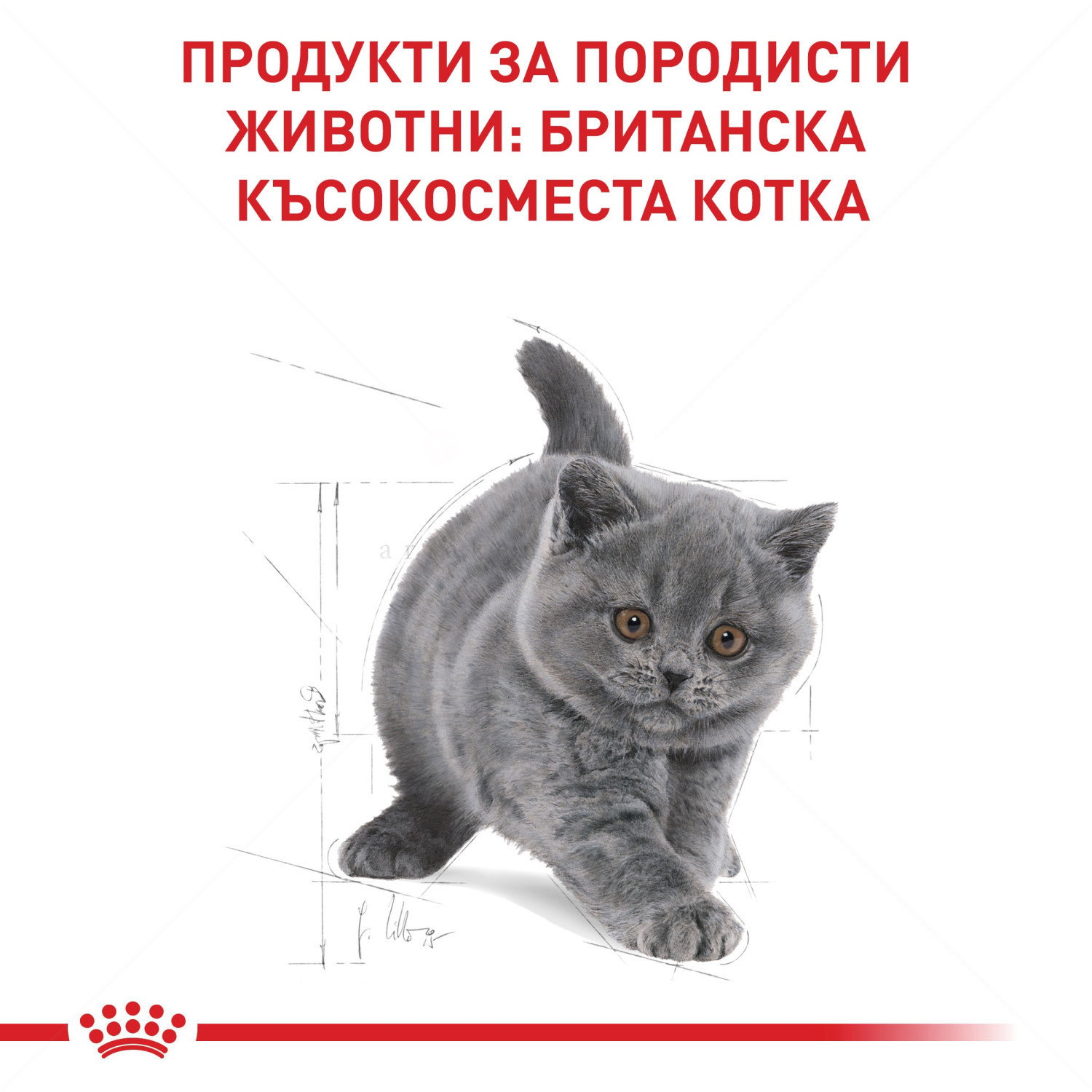 ROYAL CANIN 0.400 кг. Kitten British Shorthair