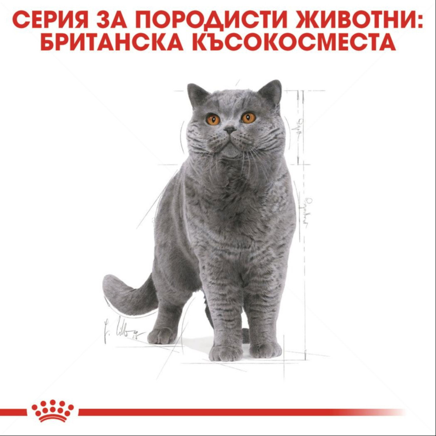 ROYAL CANIN 10 кг. British Shorthair