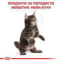 ROYAL CANIN 2 кг Maine Coon Kitten