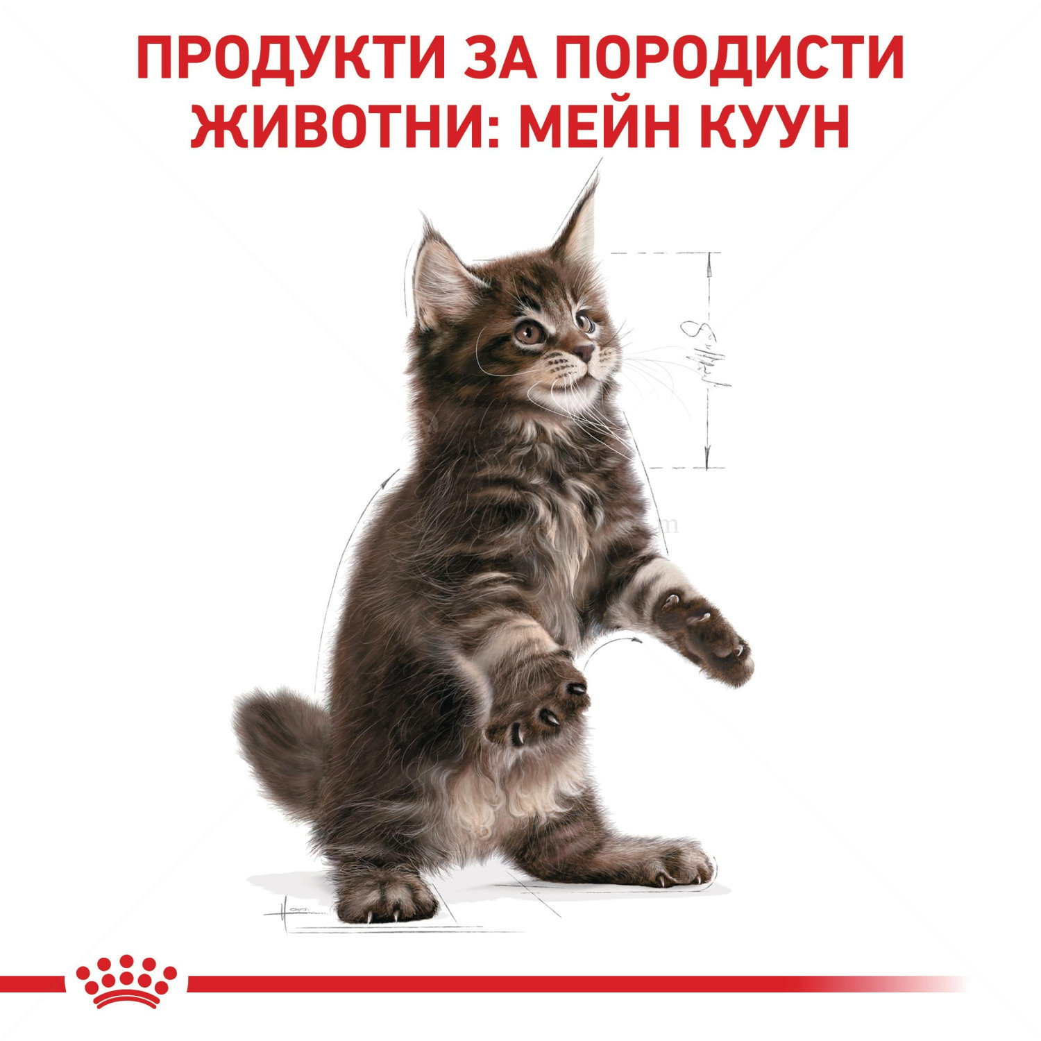 ROYAL CANIN 2 кг Maine Coon Kitten