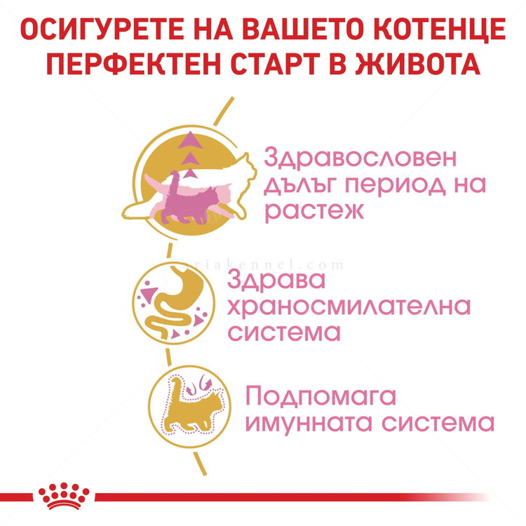 ROYAL CANIN 2 кг Maine Coon Kitten