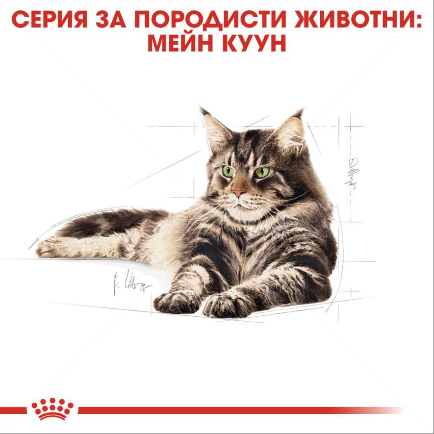 ROYAL CANIN 4 кг.  Maine Coon