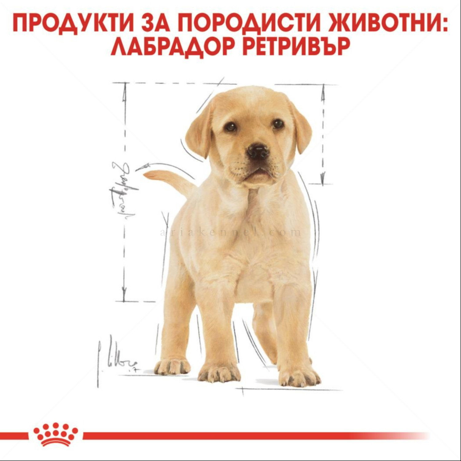 ROYAL CANIN Puppy Labrador Retriever - 12 кг