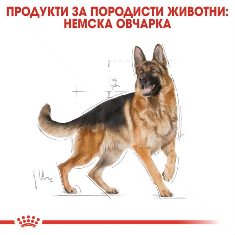 ROYAL CANIN Adult German Shepherd - 11 кг
