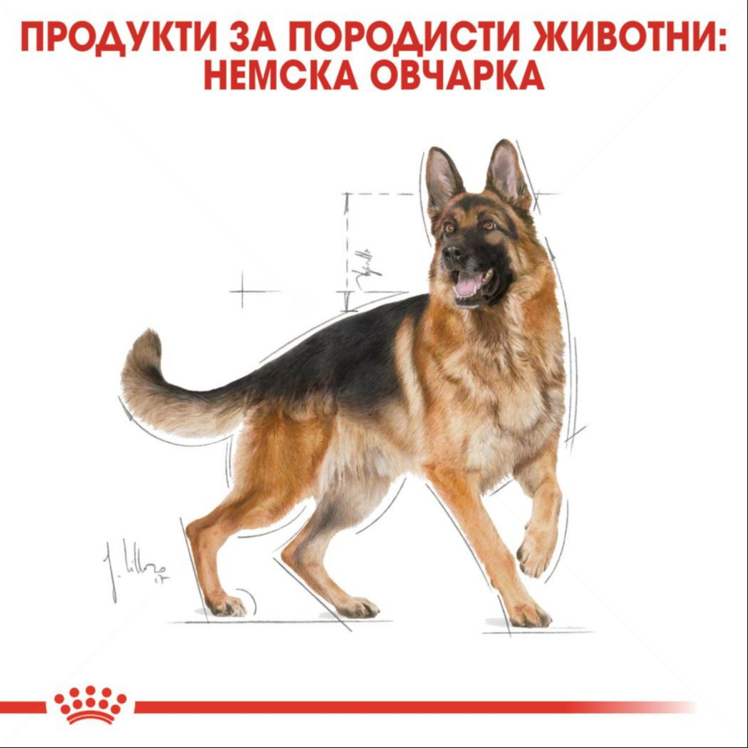 ROYAL CANIN Adult German Shepherd - 11 кг
