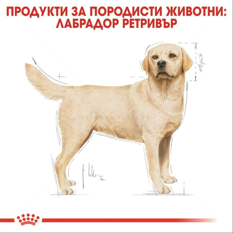 ROYAL CANIN Adult Labrador Retriever - 12 кг