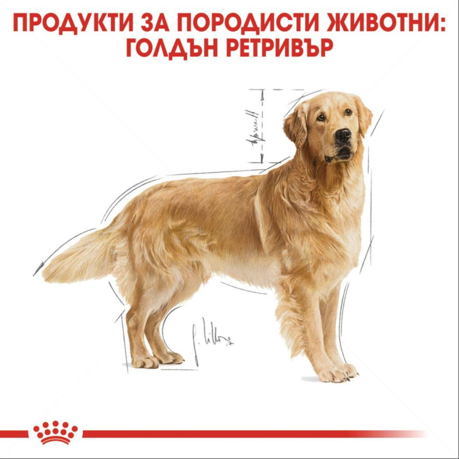ROYAL CANIN Adult Golden Retriever - 3 кг