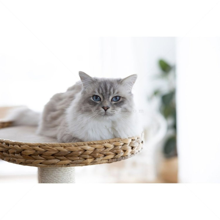 Катерушка Котешко дърво 103 см KERBL Cat Tree Banana Leaf Waxy